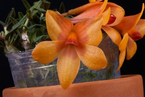 Dendrobium</i> N.R. Orange Brute AM/AOS 84 pts.